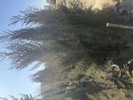 سرو زربین