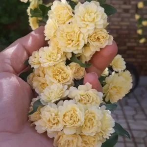 گل ابشار طلایی