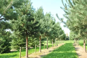خرید عمده کاج تهران