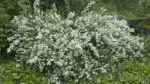 Schlanker Maiblumenstrauch (Deutzia gracilis)