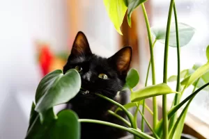 10 گیاه خانگی زیبا که برای گربه ها سمی هستند