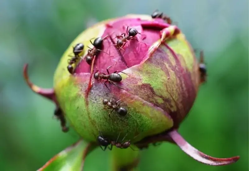حمله مورچه ها به گل صد تومانی