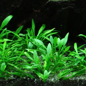 cryptocoryne-parva