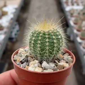 notocactus-magnificus