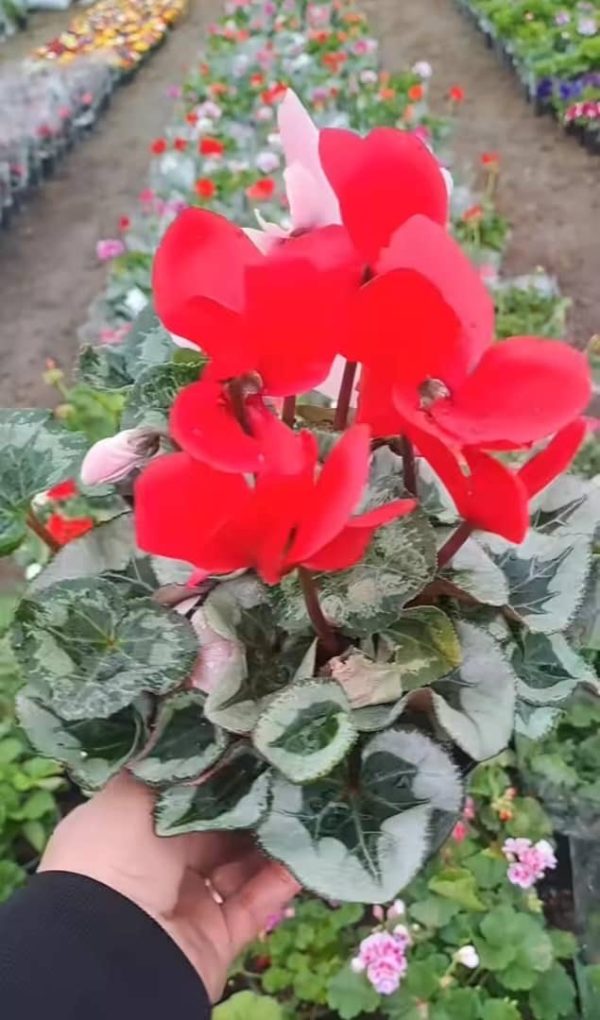 گل سیکلمن