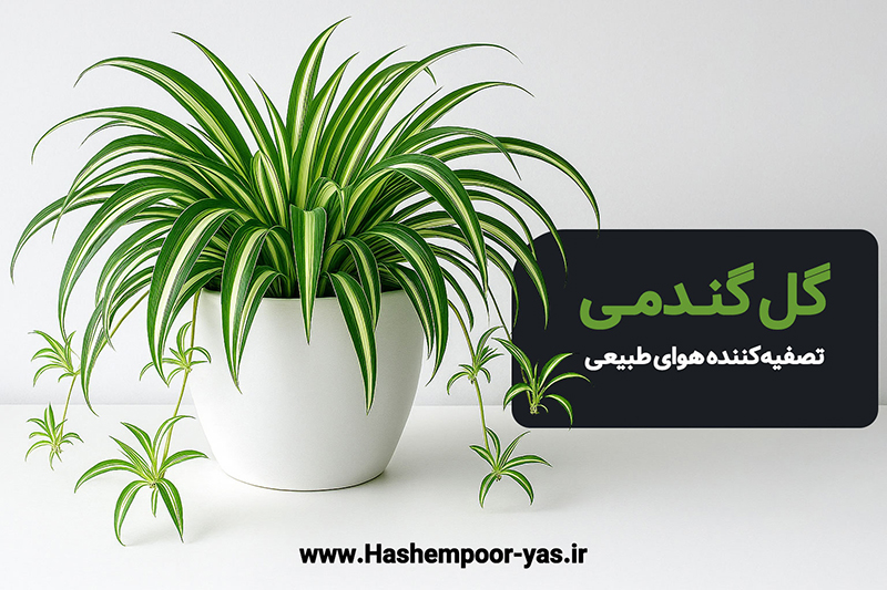 راهنمای کامل نگهداری گل گندمیتصفیه‌کننده هوای طبیعی