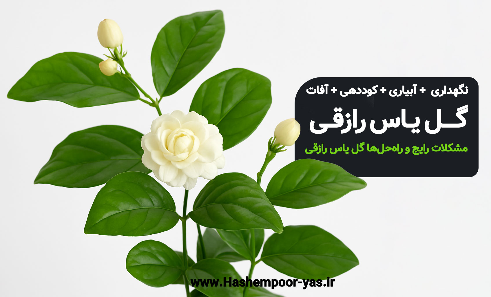 گل یاس رازقی